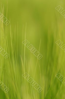 Wheat close-up