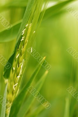 Close-up: wheat field