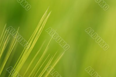 Wheat close-up
