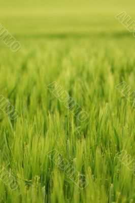 Wheat field up close