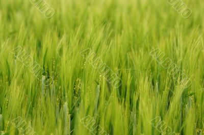 Wheat plants