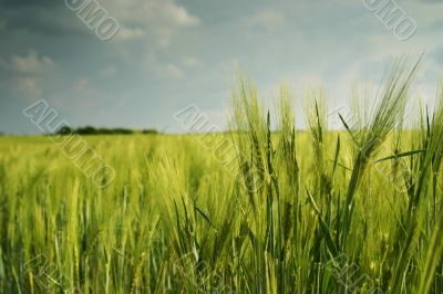 Landscape with wheatfield