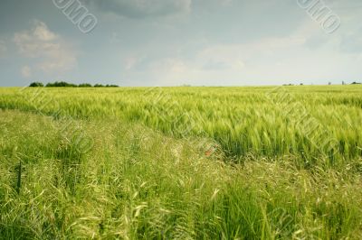 Landscape with wheatfield