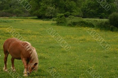 Scratching horse