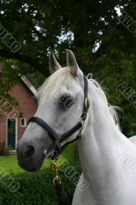 Horse white head