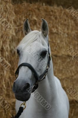 Arabian horse head