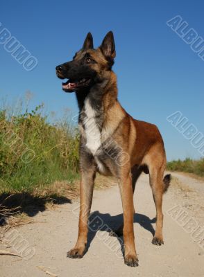 purebred belgian shepherd malinois