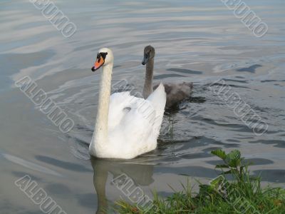 swan and ugly duckling