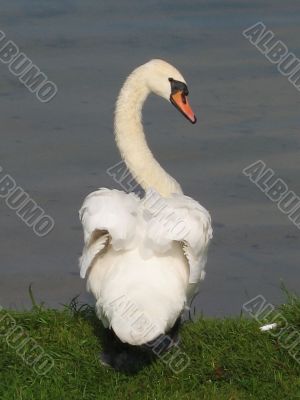 elegant swan