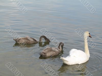 birds playing on the lake