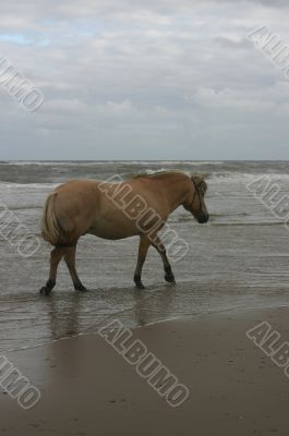 Seahorse