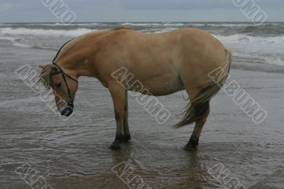 Standing in the sea
