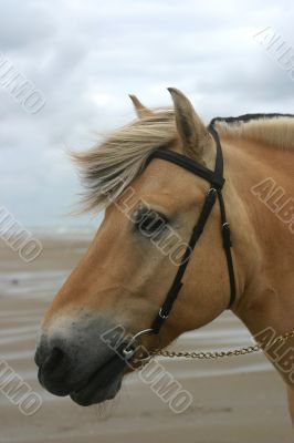 sea portrait
