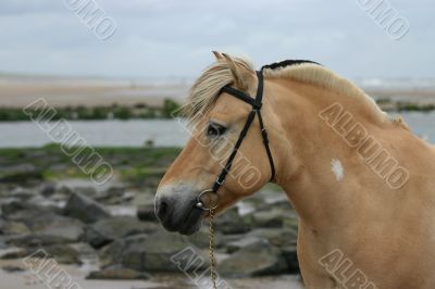 Fjord horse portrait