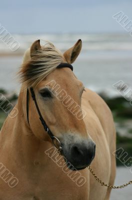 Beautiful fjord horse