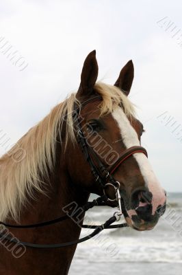 Horse portrait