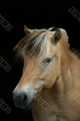 Fjord horse on black