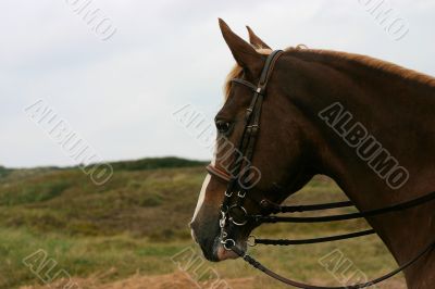 Horse head