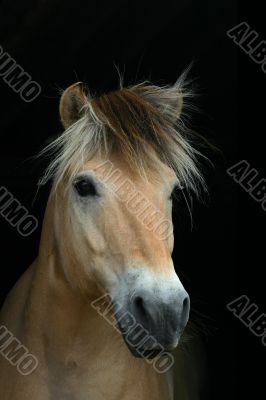 Beautiful horse on black