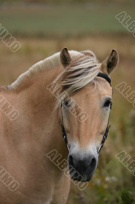 Norwegian horse