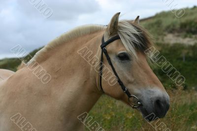 Fjord pony