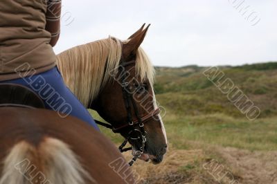 Horse looking back