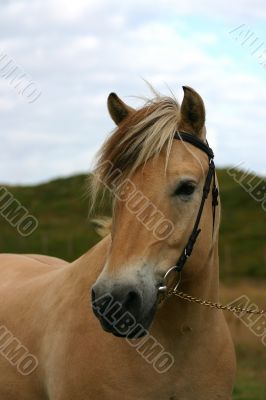 Norwegian horse portait