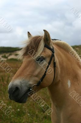 Friendly fjord horse