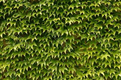 Green leaves