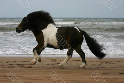 Little pony, big run