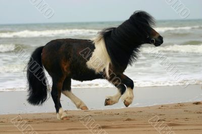 Running wild