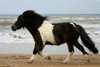 Trot on the beach