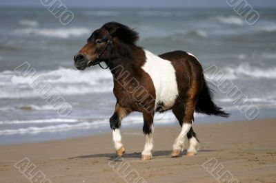 Small pony trotting