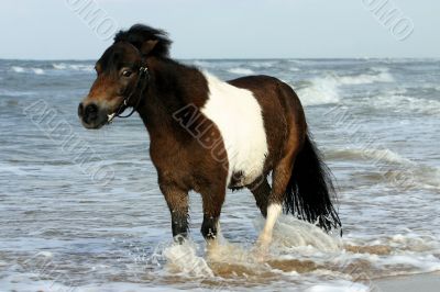 Wading through the sea