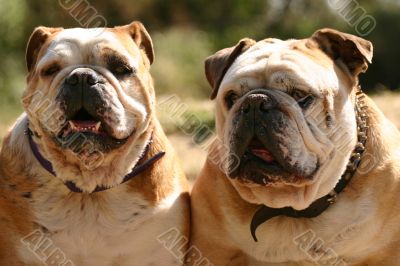 Two bulldogs