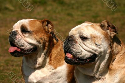 Two bulldogs
