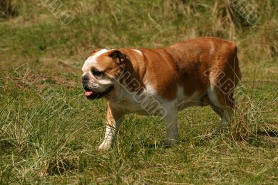 Bulldog in the grass