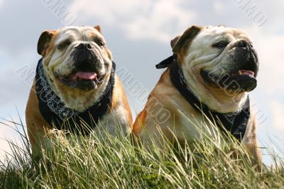Two bulldogs