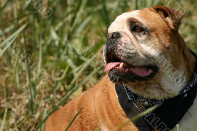 Cute bulldog