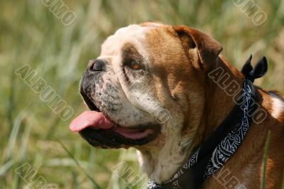 Cream and white bulldog