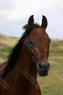 Bay arabian portrait