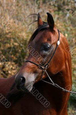 Beautiful bay stallion