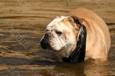 Bulldog in the water