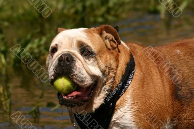 My ball!