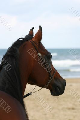Looking at the waves