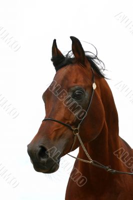 Bay stallion, isolated