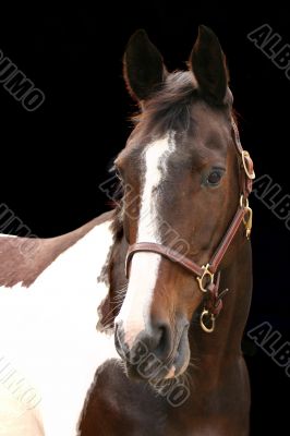 Horse portrait