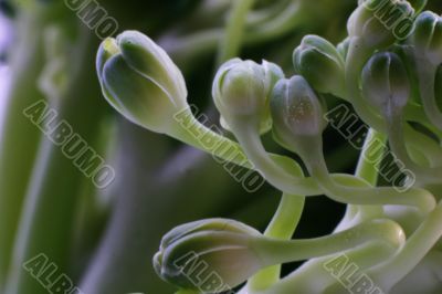 Broccoli in detail