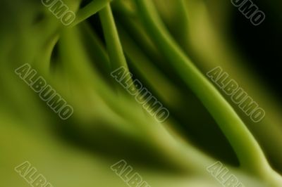 leaves