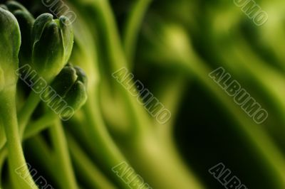 Macro vegetables